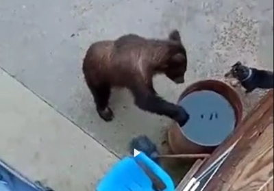 Телеграм Иркутска за неделю: неуловимая медведица, антитуристический Ольхон и второй шанс Чонского